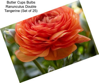 Butter Cups Bulbs Ranunculus Double Tangerine (Set of 25)