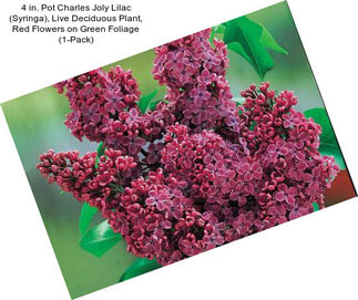 4 in. Pot Charles Joly Lilac (Syringa), Live Deciduous Plant, Red Flowers on Green Foliage (1-Pack)