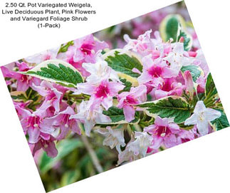2.50 Qt. Pot Variegated Weigela, Live Deciduous Plant, Pink Flowers and Variegard Foliage Shrub (1-Pack)