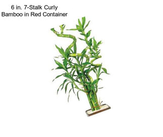 6 in. 7-Stalk Curly Bamboo in Red Container