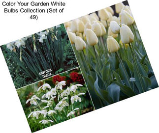 Color Your Garden White Bulbs Collection (Set of 49)