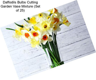 Daffodils Bulbs Cutting Garden Vase Mixture (Set of 25)
