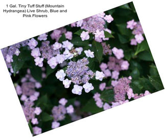 1 Gal. Tiny Tuff Stuff (Mountain Hydrangea) Live Shrub, Blue and Pink Flowers