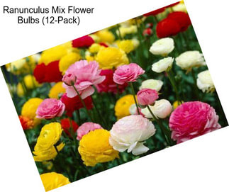 Ranunculus Mix Flower Bulbs (12-Pack)