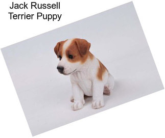 Jack Russell Terrier Puppy