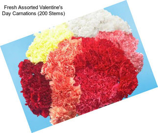 Fresh Assorted Valentine\'s Day Carnations (200 Stems)