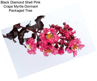 Black Diamond Shell Pink Crape Myrtle Dormant Packaged Tree