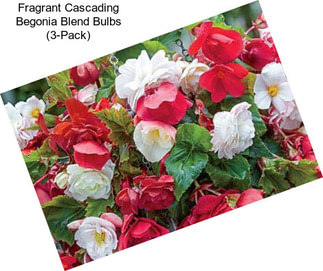 Fragrant Cascading Begonia Blend Bulbs (3-Pack)