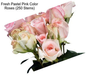 Fresh Pastel Pink Color Roses (250 Stems)