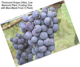 Thomcord Grape (Vitis), Live Bareroot Plant, Fruiting Vine with Blue-Black Fruit (1-Pack)