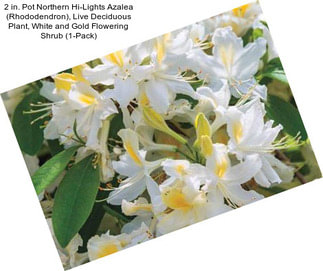 2 in. Pot Northern Hi-Lights Azalea (Rhododendron), Live Deciduous Plant, White and Gold Flowering Shrub (1-Pack)