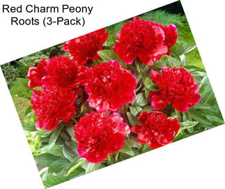 Red Charm Peony Roots (3-Pack)