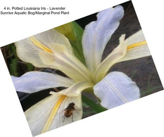 4 in. Potted Louisiana Iris - Lavender Sunrise Aquatic Bog/Marginal Pond Plant