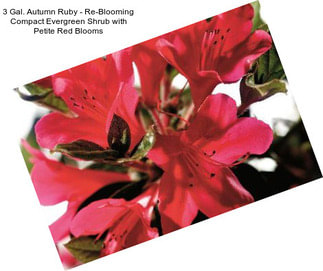 3 Gal. Autumn Ruby - Re-Blooming Compact Evergreen Shrub with Petite Red Blooms
