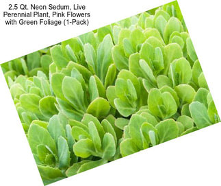 2.5 Qt. Neon Sedum, Live Perennial Plant, Pink Flowers with Green Foliage (1-Pack)