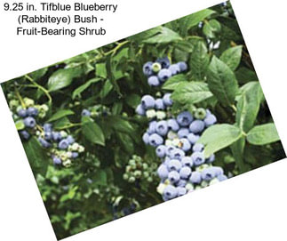 9.25 in. Tifblue Blueberry (Rabbiteye) Bush - Fruit-Bearing Shrub