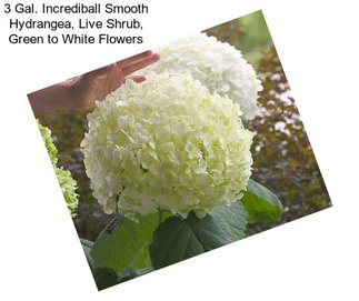 3 Gal. Incrediball Smooth Hydrangea, Live Shrub, Green to White Flowers