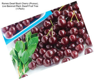 Romeo Dwarf Bush Cherry (Prunus), Live Bareroot Plant, Dwarf Fruit Tree (1-Pack)