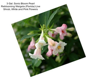 3 Gal. Sonic Bloom Pearl Reblooming Weigela (Florida) Live Shrub, White and Pink Flowers