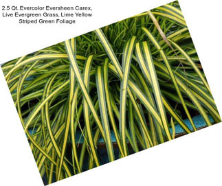 2.5 Qt. Evercolor Eversheen Carex, Live Evergreen Grass, Lime Yellow Striped Green Foliage