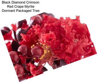 Black Diamond Crimson Red Crape Myrtle Dormant Packaged Tree