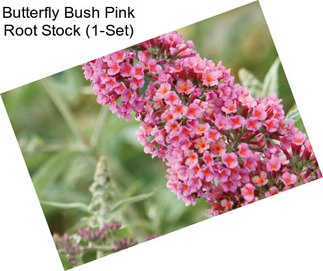 Butterfly Bush Pink Root Stock (1-Set)