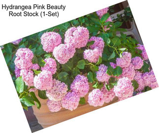 Hydrangea Pink Beauty Root Stock (1-Set)