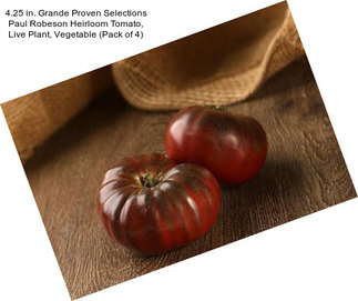 4.25 in. Grande Proven Selections Paul Robeson Heirloom Tomato, Live Plant, Vegetable (Pack of 4)