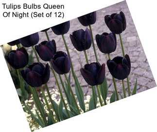 Tulips Bulbs Queen Of Night (Set of 12)