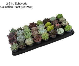 2.5 in. Echeveria Collection Plant (32-Pack)