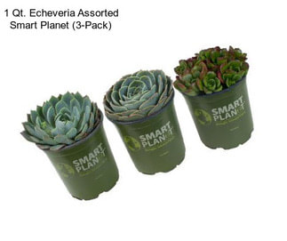 1 Qt. Echeveria Assorted Smart Planet (3-Pack)