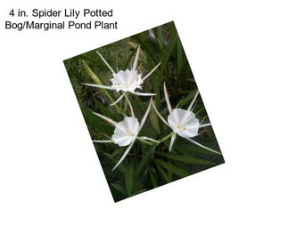 4 in. Spider Lily Potted Bog/Marginal Pond Plant