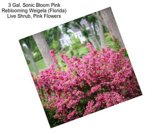 3 Gal. Sonic Bloom Pink Reblooming Weigela (Florida) Live Shrub, Pink Flowers