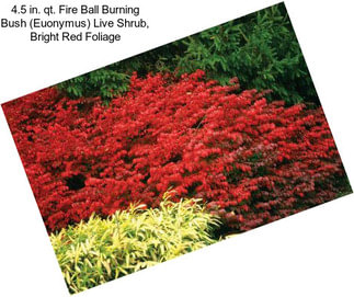 4.5 in. qt. Fire Ball Burning Bush (Euonymus) Live Shrub, Bright Red Foliage