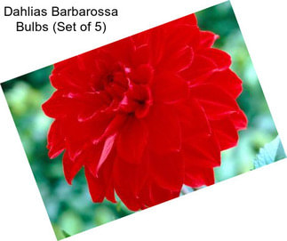 Dahlias Barbarossa Bulbs (Set of 5)