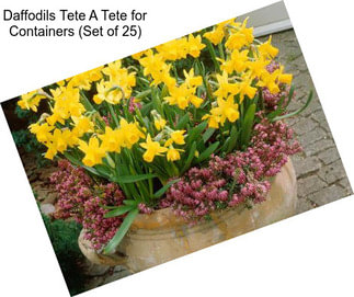 Daffodils Tete A Tete for Containers (Set of 25)