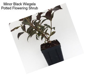 Minor Black Wiegela Potted Flowering Shrub