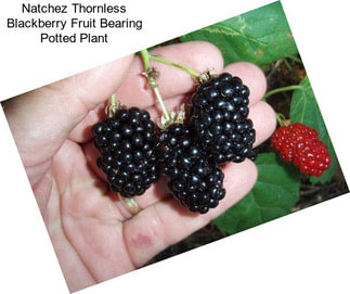 Natchez Thornless Blackberry Fruit Bearing Potted Plant