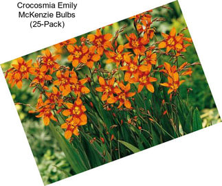 Crocosmia Emily McKenzie Bulbs (25-Pack)