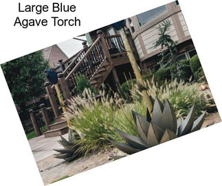 Large Blue Agave Torch