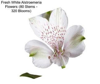 Fresh White Alstroemeria Flowers (80 Stems - 320 Blooms)