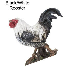 Black/White Rooster