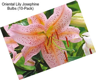 Oriental Lily Josephine Bulbs (10-Pack)