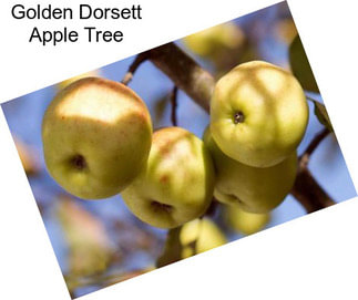 Golden Dorsett Apple Tree