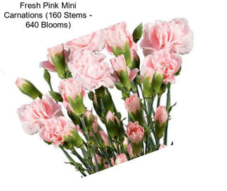 Fresh Pink Mini Carnations (160 Stems - 640 Blooms)