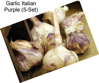 Garlic Italian Purple (5-Set)