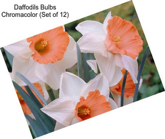 Daffodils Bulbs Chromacolor (Set of 12)