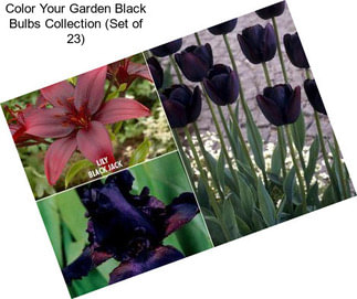 Color Your Garden Black Bulbs Collection (Set of 23)