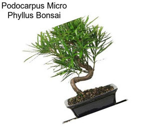 Podocarpus Micro Phyllus Bonsai