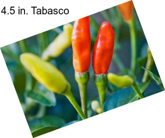 4.5 in. Tabasco